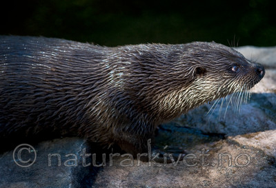 BB 12 0126 / Lutra lutra / Oter